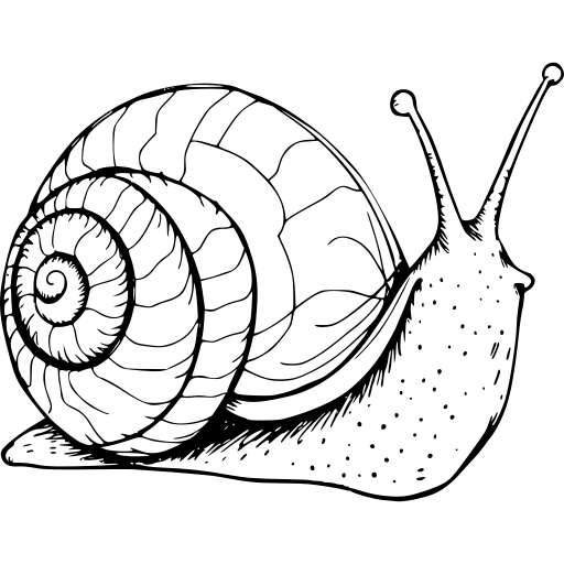 Black and white line drawing of a snail with a spiral shell
